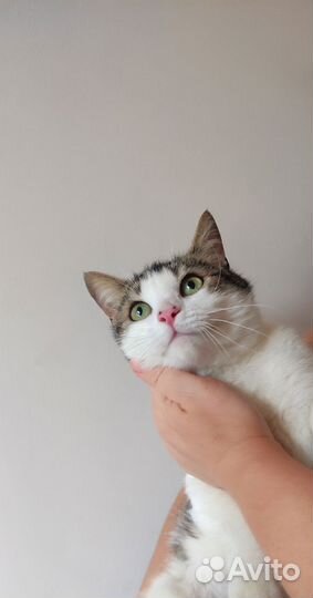 Котик в добрые руки