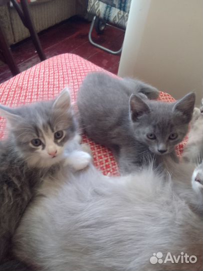 Котята в добрые руки