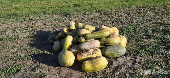 Продам тыкву витаминную