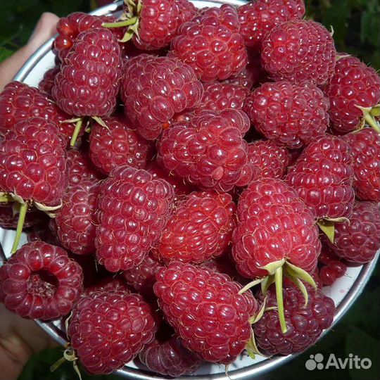 Ремонтантная малина Полька,Самохвал,Шапка Мономаха