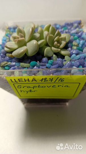 Суккуленты