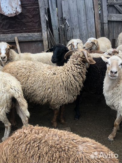 Овцы бараны