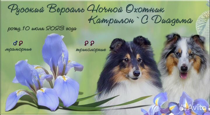 Щенки шелти-продаю