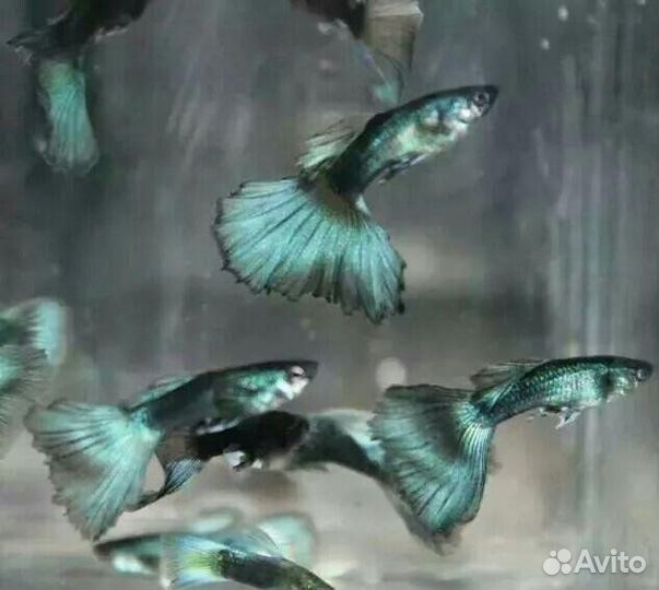 Аквариумные растения и рыбки