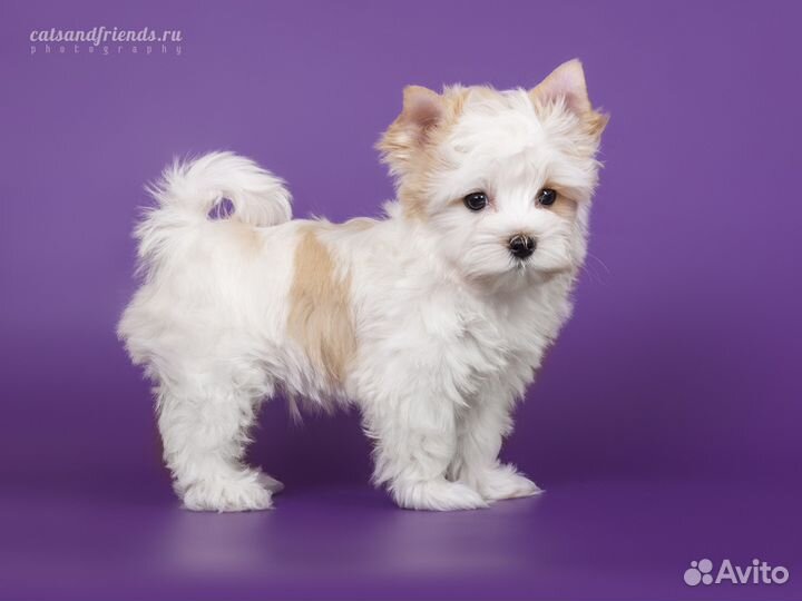 Студийная фотосъемка кошек, котов, котят и щенков