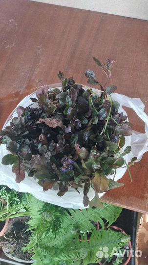 Монарда, безвременник, маргаритки, и другие