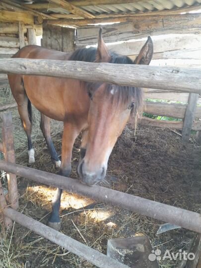 Добрая лошадка