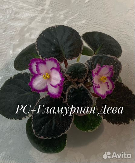 Сортовые фиалки