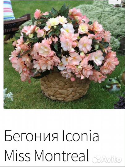 Ампельные Бегонии