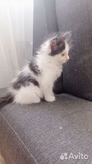 Отдам котёнка
