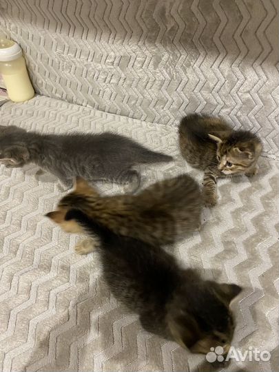 Котята в добрые руки бесплатно