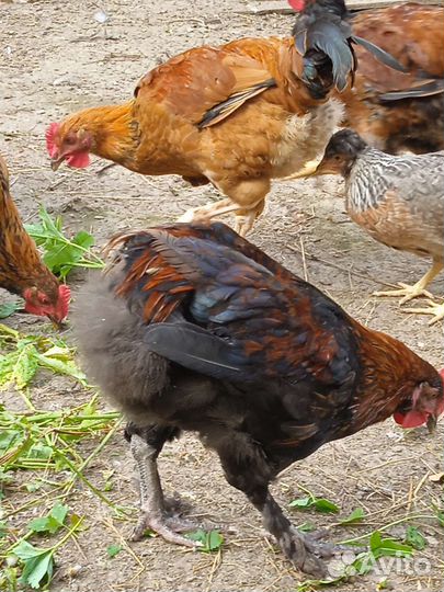 Молодки, петухи