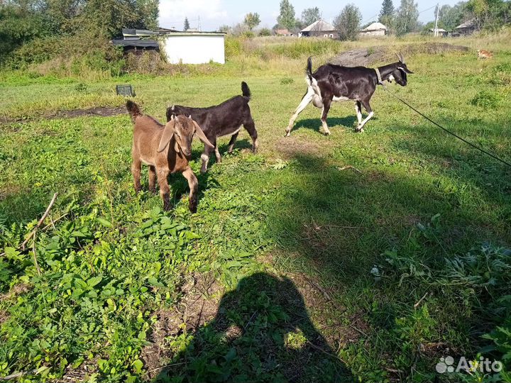Коза нубийская дойная