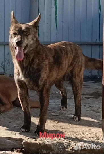 Собака в добрые руки