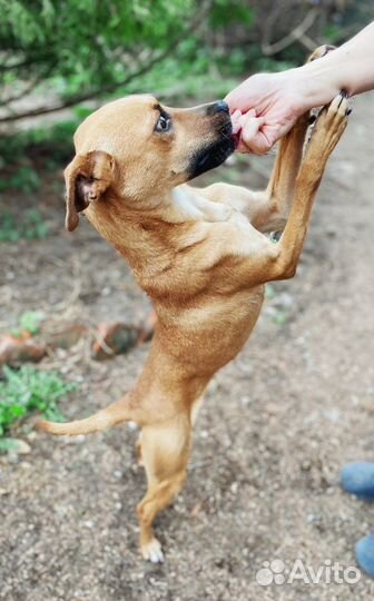 Маленькая собака ищет дом