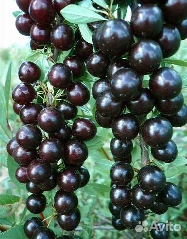 Саженцы Вишни бессея(песчаная)