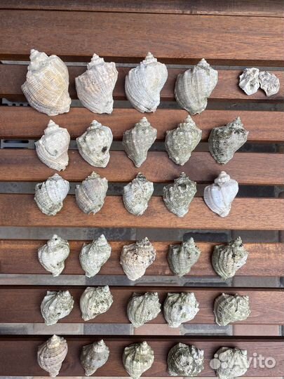 Ракушка (рапан)