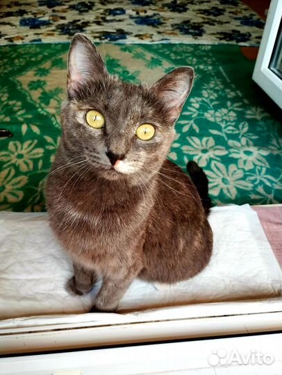 Молодая кошка в добрые ручки