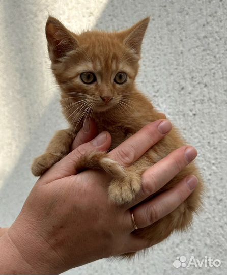 Солнечный рыжий котенок (девочка)