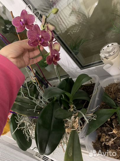 Орхидея фаленопсис