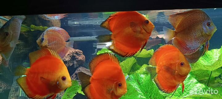 Дискусы Красная дыня