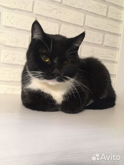 Шикарный кот Василий