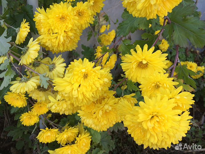 Хризантемы