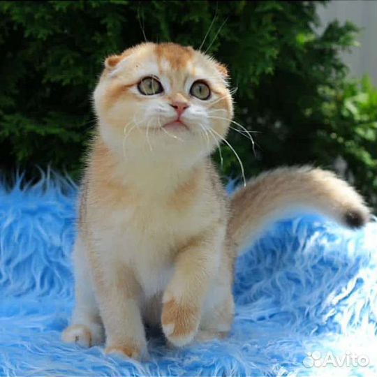 Шотландская вислоухая золотая шиншилла девочка