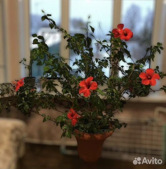 Гибискус китайская роза