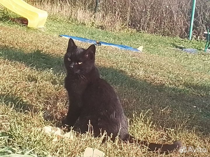 Кошечка ищет хозяина