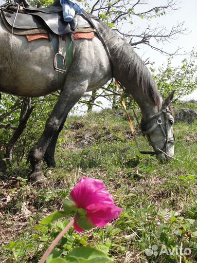 Конные походы и прогулки в горной Адыгее