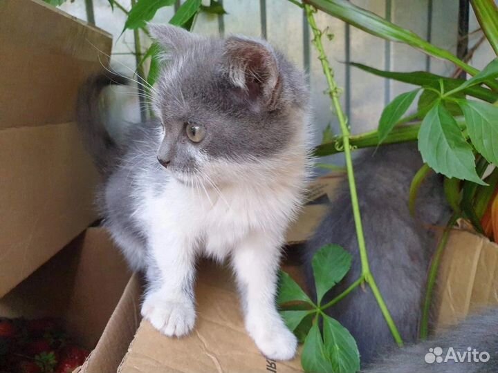 Ласка ищет себе маму и папу