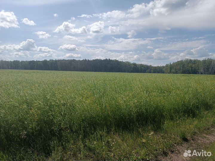 Мёд,Мед 3 сорта 2023