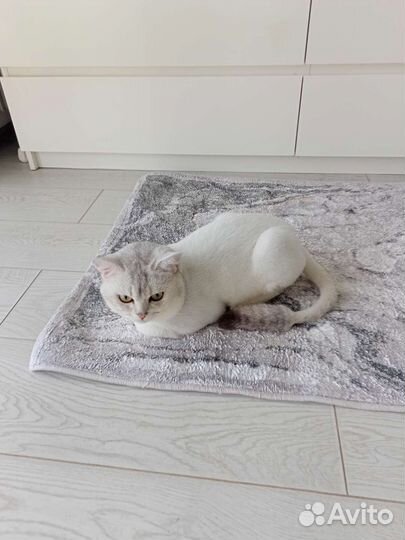 Шотландский кот вязка