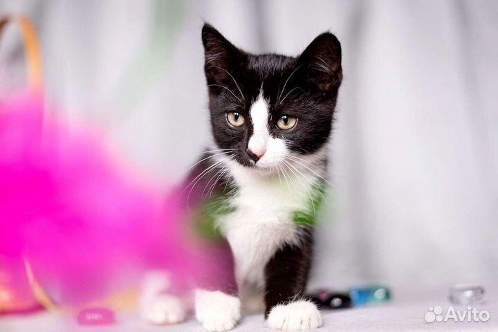 Маркиз 2,5 месяца котенок ищет дом