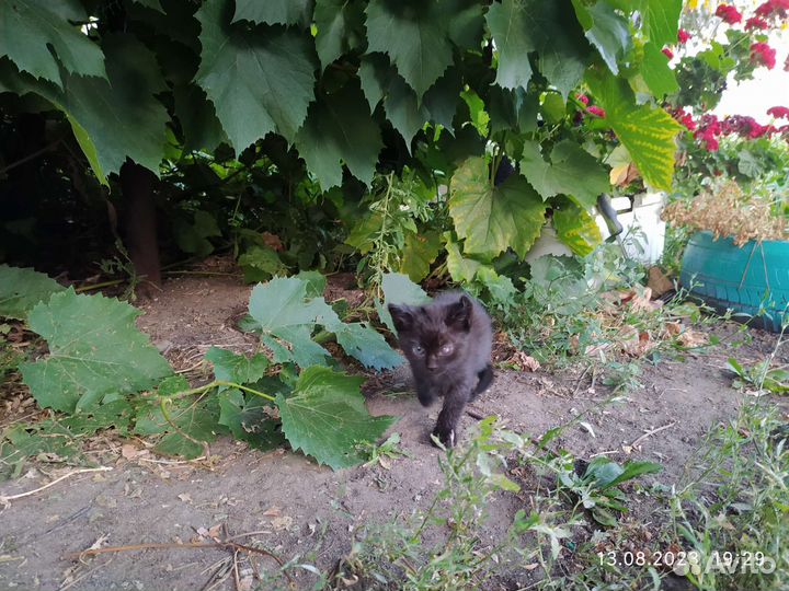 Котята в добрые руки бесплатно