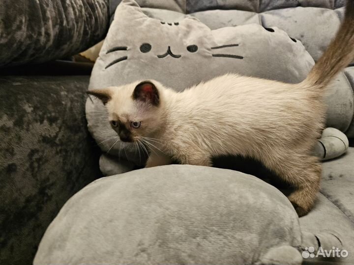 Сиамский котенок 2 месяца