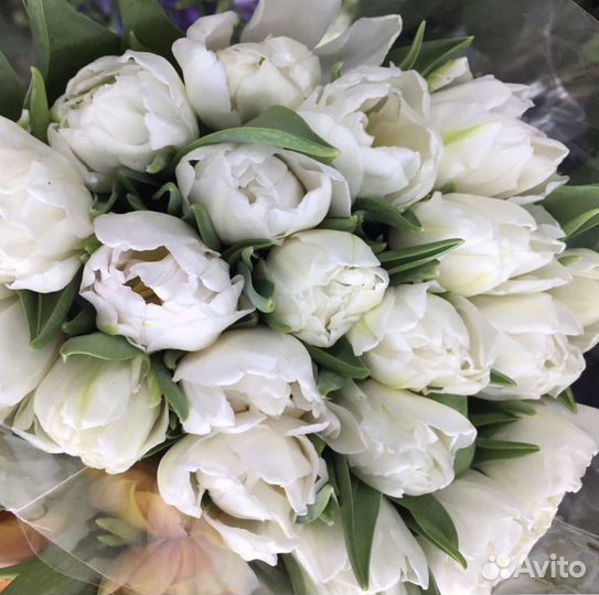 Тюльпаны цветы