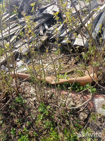 Смородина черная и белая сортовые крупные ягоды