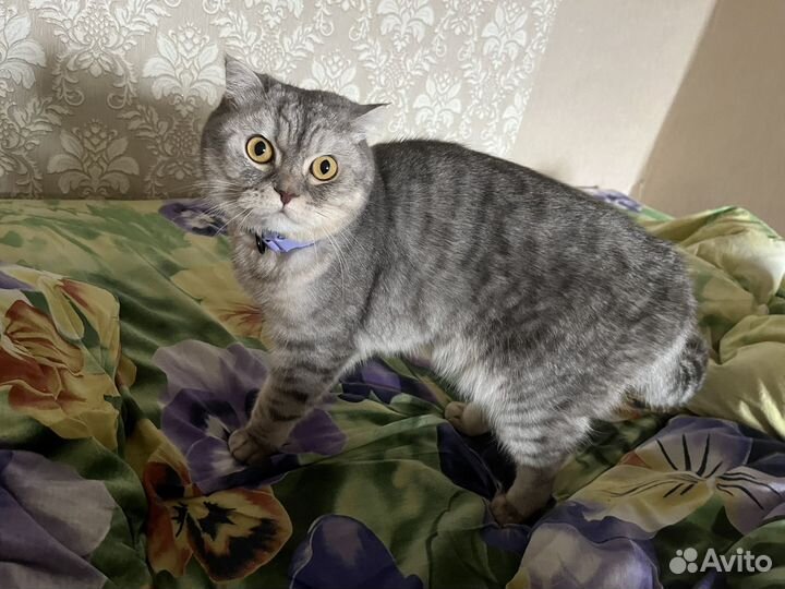 Потерялся шотландский кот