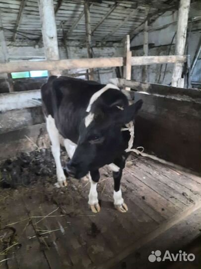 Айширская телка