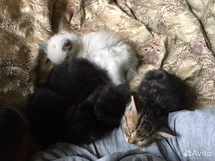 Котята в добрые руки