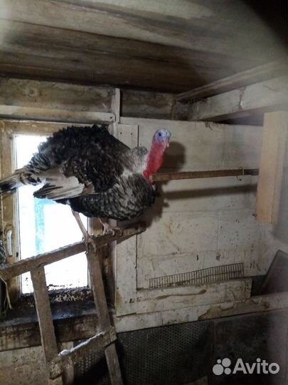 Семья индюков