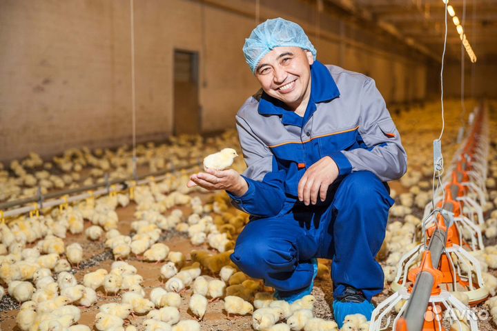Разнорабочий на птицеферму