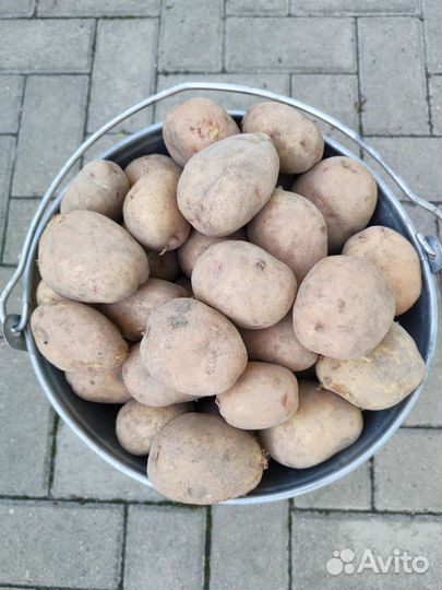 Продам картофель