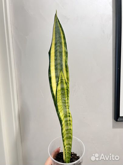 Сансевиерия Вагнер голд