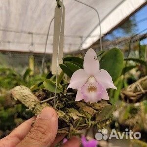 Орхидея. Лаелия.Laelia alaorii