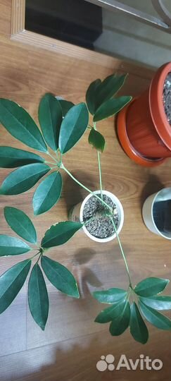 Шефлера вариегатная