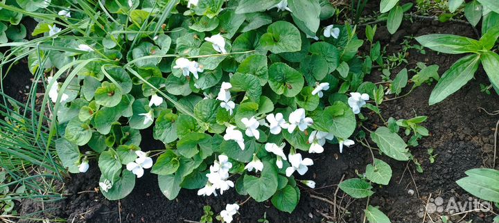 Фиалка белая мотыльковая