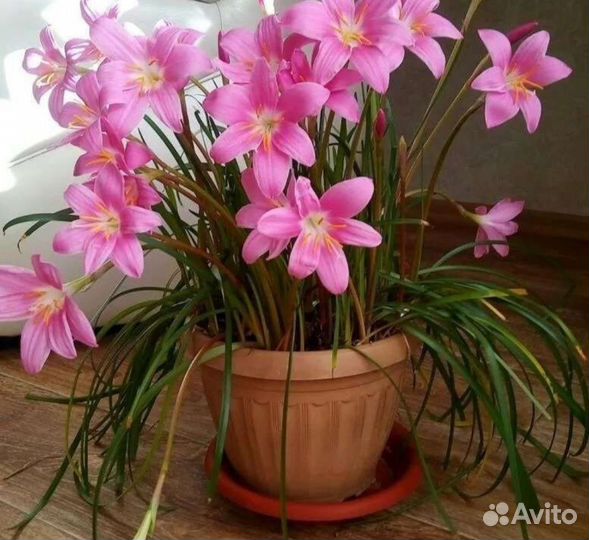 Зефирантес розовый, белый (выскочка)